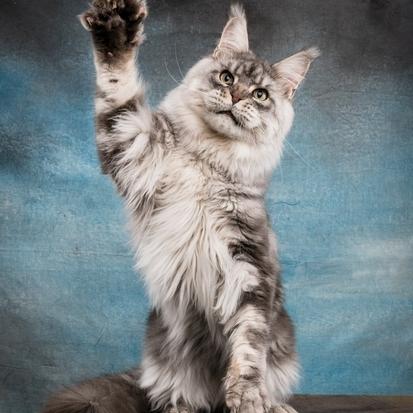 Maine coon