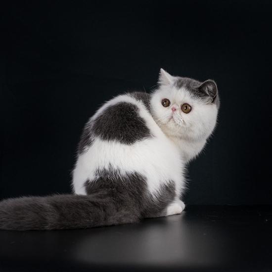 Exotic shorthair